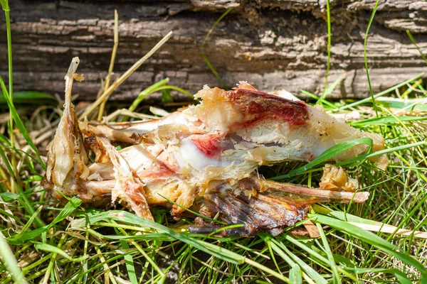 Gnawed Chicken Bones Grass Chicken Skeleton Close Prey Predator High — Zdjęcie stockowe