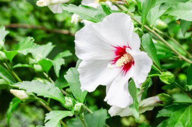 White hibiscus flower. Flower close-up. White petals. High quality photo