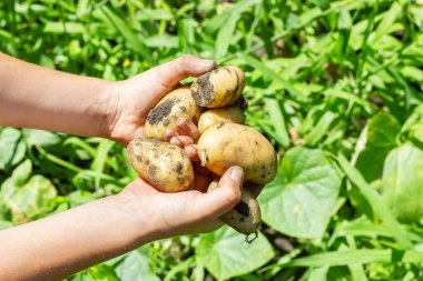Harvest potatoes in childrens hands. Freshly dug potatoes. Young potatoes. High quality photo
