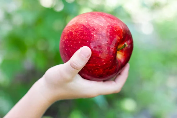 Red apple in a childs hand. Pick apples. Harvest of apples. High quality photo