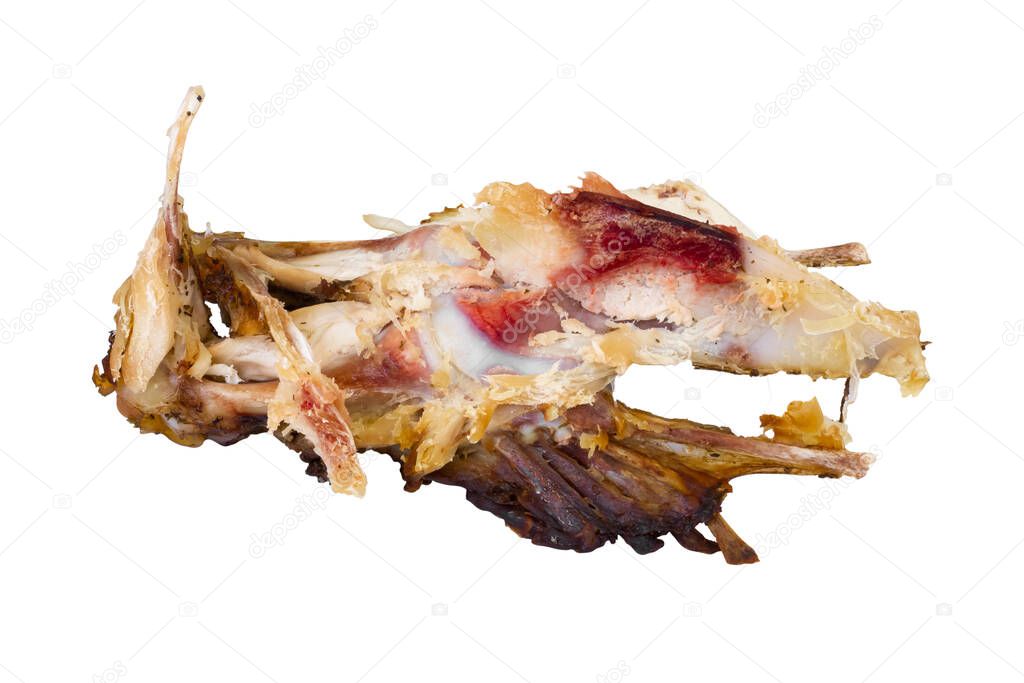Chicken bones isolated on white background. Fused thoracic. High quality photo