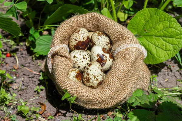 Bag Quail Eggs Quail Eggs Sunlight High Quality Photo — Zdjęcie stockowe