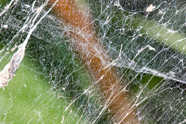 Spider web macro photo. Spider web texture. High quality photo