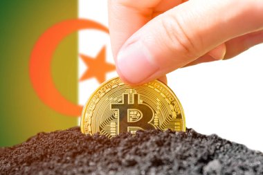 Legalization of bitcoins in Algeria. Planting a Bitcoin in the ground against the background of the flag of Algeria. Algeria - investment in cryptocurrency. . High quality photo