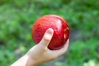 Elindeki büyük kırmızı elma. El bir elma tutar. Yüksek kalite fotoğraf