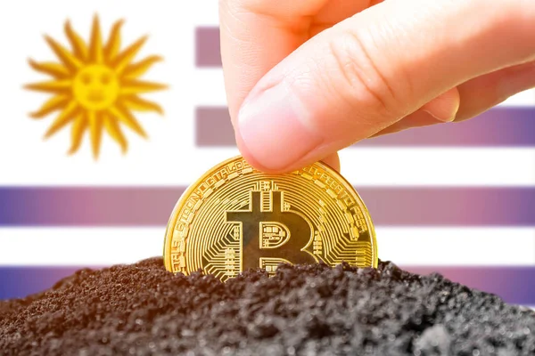 Legalization Bitcoin Uruguay Planting Bitcoin Ground Background Flag Uruguay Uruguay — стокове фото