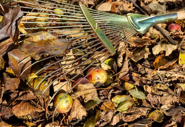 Cleaning autumn leaves in the backyard. Fan rake for cleaning fallen leaves. High quality photo