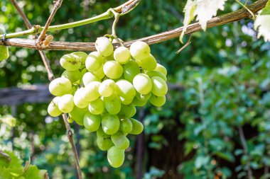 Güneş ışığında bir demet beyaz üzüm. Asma üzümlü fırça. Olgun üzümler. Üzüm hasadı. Yüksek kalite fotoğraf