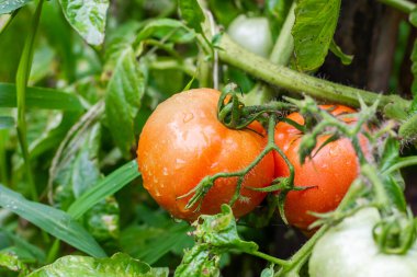 Çalı üzerinde olgun portakal domatesleri. Organik sebze yetiştiriyor. Domatesli sera. Yüksek kalite fotoğraf