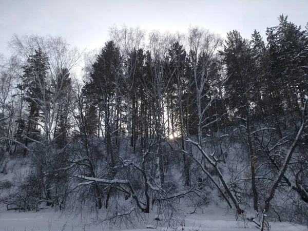 Questa Vita Misteriosa Della Foresta Apre Solo Momento Già Difficile — Foto Stock