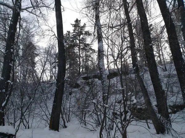 Bosque Está Vestido Con Nieve Esponjosa Blanca Como Nieve Brillando —  Fotos de Stock