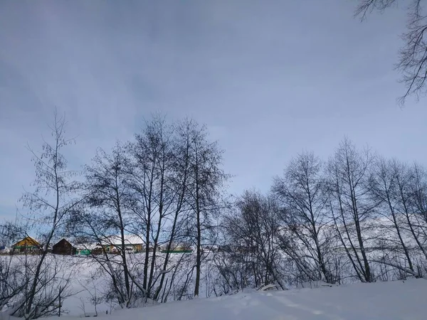 清潔で新鮮な空気 冬の鳥の歌 ふわふわの雪 これらすべてが忘れられない — ストック写真