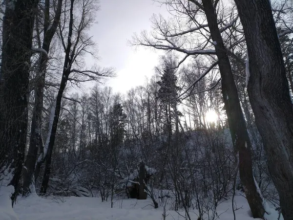 Bosque Invierno Increíble Atrae Gente Con Misterio —  Fotos de Stock