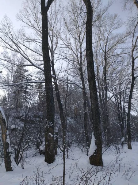 Jest Cicho Lesie Zimowy Dzień Wydaje Się Wszyscy Śpią Pokryci — Zdjęcie stockowe
