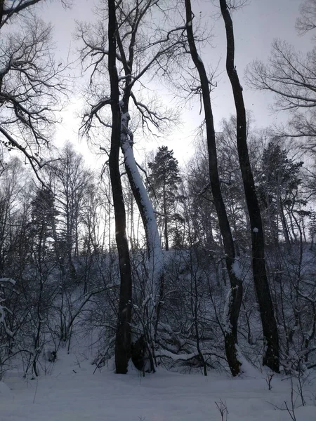 Det Iskallt Snön Knarrar Och Knarrar Foten — Stockfoto