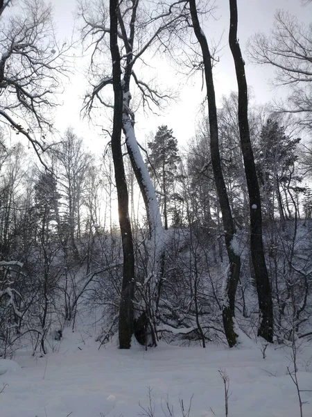 Зимнем Лесу Царит Мир Беззвучность — стоковое фото
