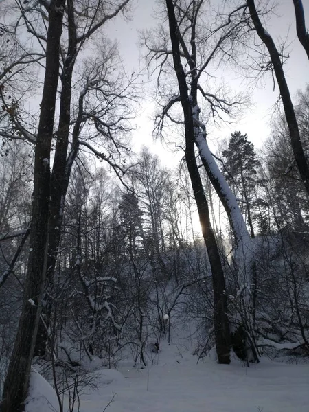 Vintern Fantastisk Tid Året Och Det Särskilt Bra Vintern Skogen — Stockfoto