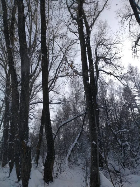 Det Lätt Att Andas Vinterskogen — Stockfoto