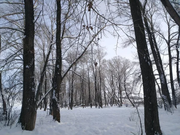 Kış Ormanına Girersin Kalbin Neşe Aydınlık Olur — Stok fotoğraf