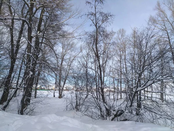 Vintern Som Omtänksam Älskarinna Har Kommit Till Våra Skogar — Stockfoto