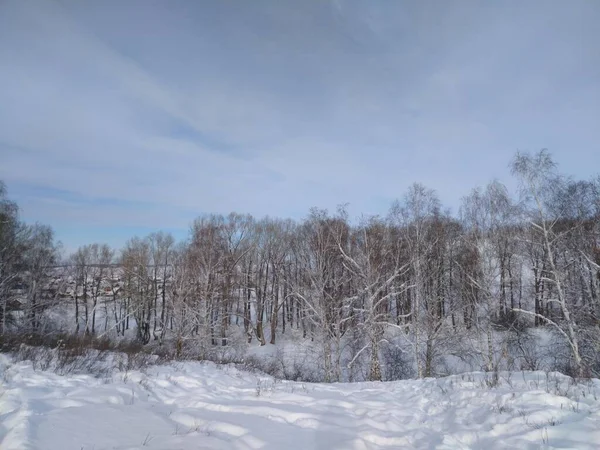 冬の森のような特別な美しさを賞賛するために — ストック写真