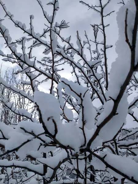 Zima Ubierała Drzewa Ciężkie Płaszcze Śnieżne Wypychała Śnieżnobiałe Kapelusze Wierzch — Zdjęcie stockowe