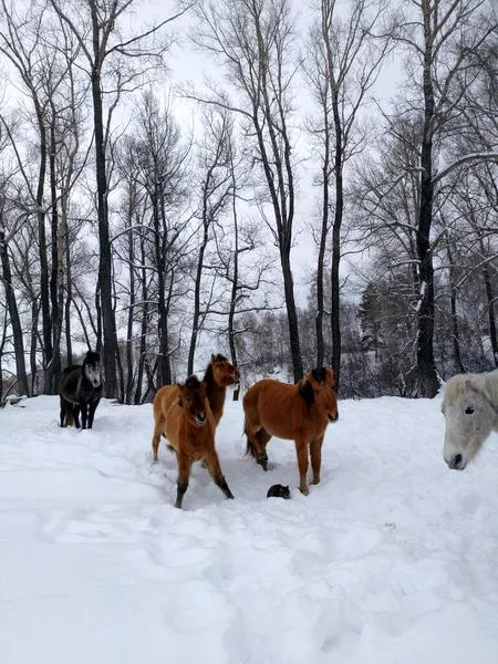 Pferde Winterwald Fanden Wildkatze — Stockfoto