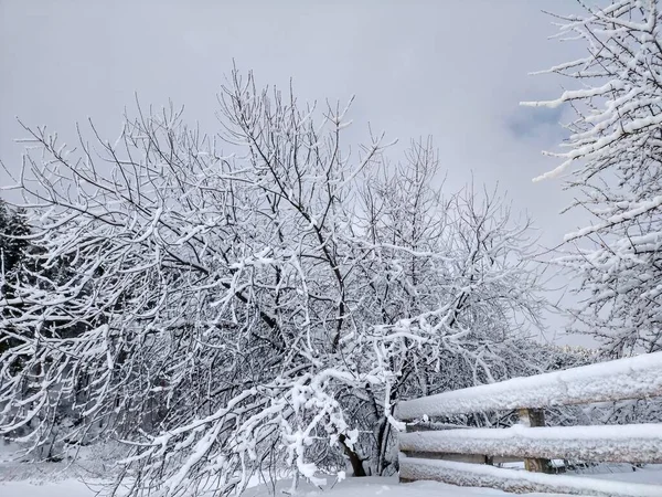 Zimą Las Zamienia Się Magiczne Miejsce — Zdjęcie stockowe