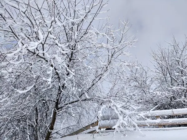 Gałęzie Wysokich Drzew Ledwo Wytrzymują Śnieg — Zdjęcie stockowe