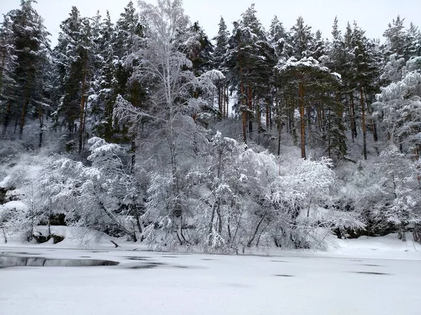 Prächtige Frostige Bäume Mit Schnee Bedeckt — Stockfoto
