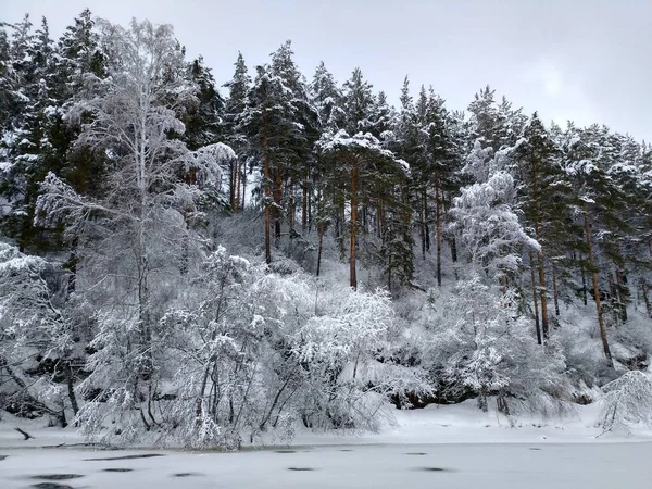 天気は良く穏やかで 最近は雪が降っているので 雪の結晶が木の枝に張り付いています — ストック写真