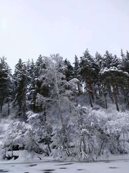 Det Snön Som Julgranar Ser Magiska — Stockfoto