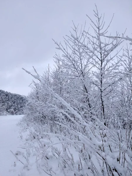 Dobrej Zimy Lesie — Zdjęcie stockowe