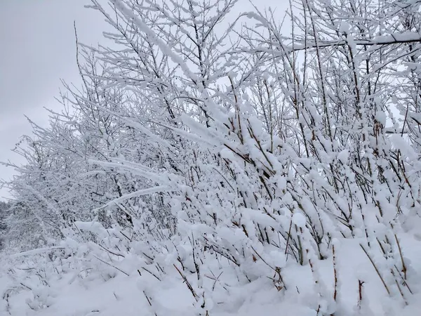 Zimą Las Jest Bardzo Cichy Prawie Nie Słychać Wiatru — Zdjęcie stockowe