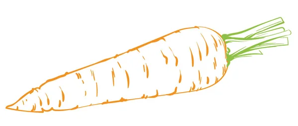Векторная Иллюстрация Морковных Овощей — стоковый вектор