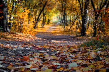 Doğa manzarası. Ormanda düşen sonbahar sarı yaprakları, alçak bir noktadan çekiliyor..
