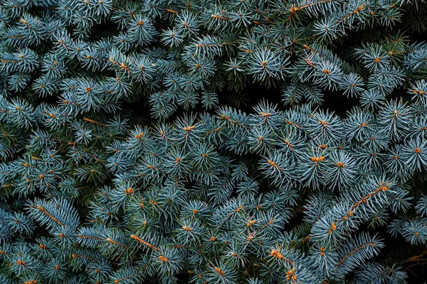 Предпосылки Контекст Natural Spruce Branches Close Seup Horizontal Photography — стоковое фото