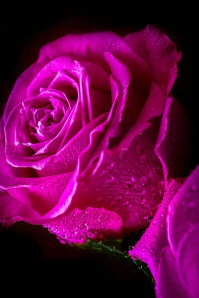 Close Pink Lilac Rose Raindrops Black Background Vertical Photo — Stock Photo, Image