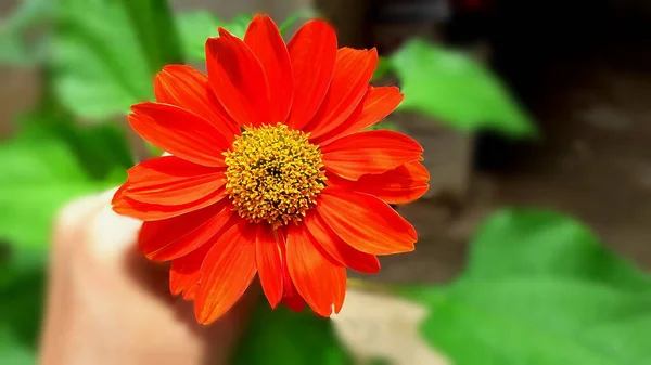 Primer Plano Hermoso Crisantemo Rojo Flor Plena Floración Jardín Fresco —  Fotos de Stock