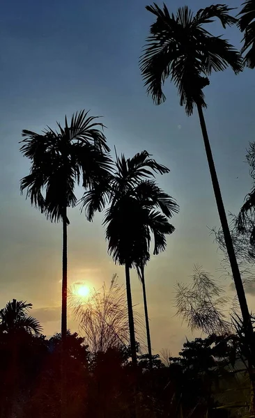 Krásná Scenérie Západu Slunce Hoře Večerních Hodinách Siluetou Betelových Stromů — Stock fotografie