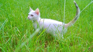 Öğleden sonra bahçede oynayan beyaz bir kedi yavrusu otların arasında dinlenen küçük bir evcil hayvan ve bir şeyler arayan. Kedi düz bacaklı dışarıda yürüyor, sosyal mesafeli..