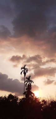 Manzara betel ve hindistan cevizi ağacı, insan yerleşim yerinin yakınındaki bahçede betel fındık ağaçlarının silueti ile bir akşam. Günbatımı turuncu gökyüzü, gri bulutlar, dikey resim konsepti.