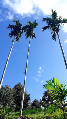 Manzara, dikey resim, mavi gökyüzü, beyaz bulutlar, ve yüksek bir ağacın üstünde, kırsal alan çevresindeki doğal arka plan. Tayland