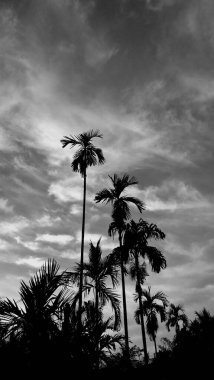 Manzara, dikey olarak klasik görüntü, retro gökyüzü, beyaz bulutlar ve kırsal alanın çevresindeki yüksek bir ağacın doğal arka planı ile betel palmiye..