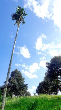 Manzara, dikey resim mavi gökyüzü, beyaz bulutlar ve yüksek bir ağacın üstünde kırsal alan çevresindeki doğal arka plan. Tayland