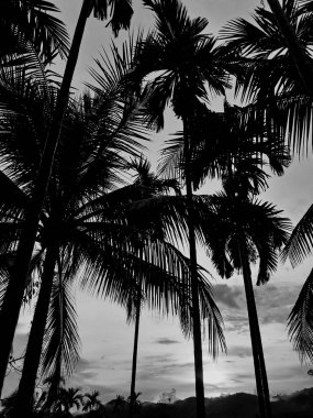 Klasik günbatımı manzarası dağda akşam, ağaçların silueti bir orman ve turuncu gökyüzünde, gri bulutlar, dikey resim konsepti.