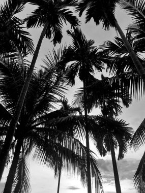 Klasik manzara günbatımı manzarası Akşamları, bir ormanda ve turuncu gökyüzünde betel ağaçlarının silueti, gri bulutlar, dikey doğa resmi konsepti.