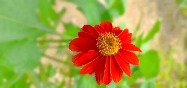 Close Belo Crisântemo Vermelho Flor Plena Floração Jardim Fresco Uma — Fotografia de Stock