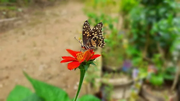 Nahaufnahme Des Schönen Schmetterlings Mit Roter Chrysantheme Blume Voller Blüte — Stockfoto