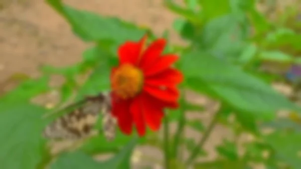 Imagem Borrada Conceito Uma Bela Borboleta Com Crisântemo Vermelho Plena — Fotografia de Stock